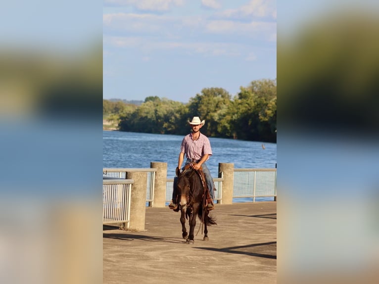 American Quarter Horse Castrone 12 Anni Baio ciliegia in Brooksville KY