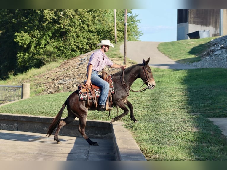 American Quarter Horse Castrone 12 Anni Baio ciliegia in Brooksville KY