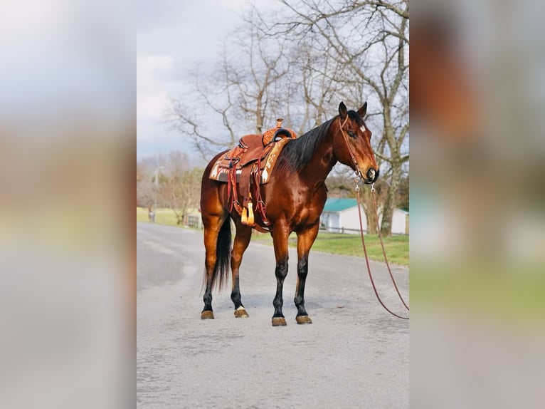 American Quarter Horse Castrone 12 Anni Baio ciliegia in Rineyville KY