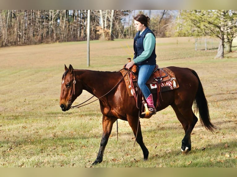 American Quarter Horse Castrone 12 Anni Baio ciliegia in Rineyville KY