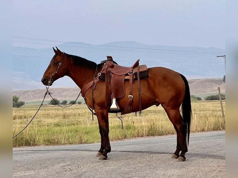 American Quarter Horse Castrone 12 Anni Baio ciliegia in Drummond, MT