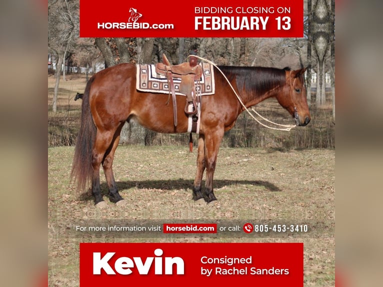 American Quarter Horse Mix Castrone 12 Anni Baio ciliegia in Fort Worth, TX