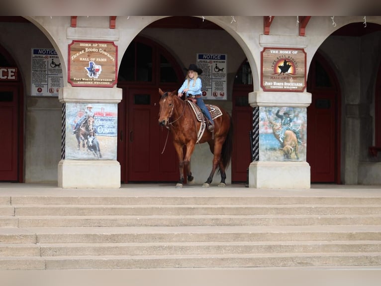 American Quarter Horse Mix Castrone 12 Anni Baio ciliegia in Fort Worth, TX