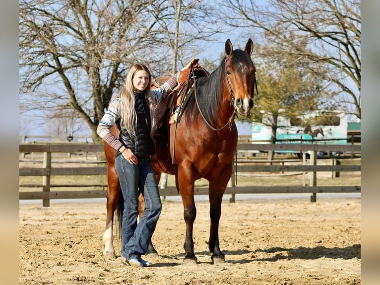 American Quarter Horse Castrone 12 Anni Baio ciliegia in Tabernacle, NJ