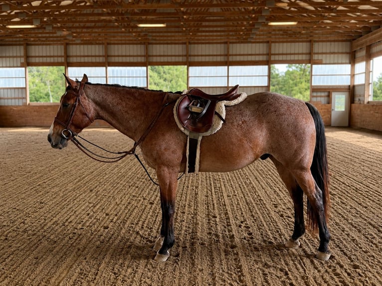 American Quarter Horse Castrone 12 Anni Baio roano in Jefferson