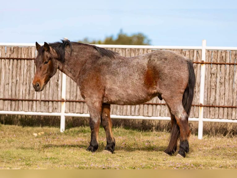 American Quarter Horse Castrone 12 Anni Baio roano in Weatherford TX