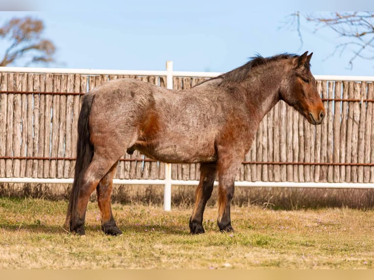 American Quarter Horse Castrone 12 Anni Baio roano in Weatherford TX