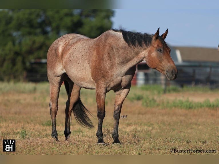 American Quarter Horse Castrone 12 Anni Baio roano in Weatherford TX