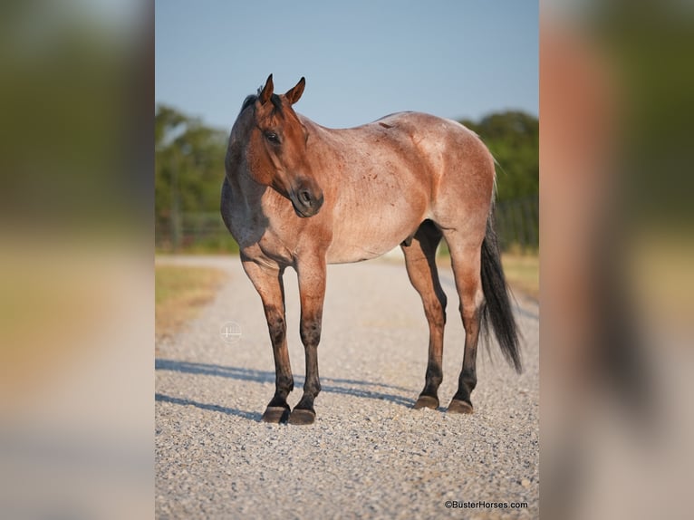 American Quarter Horse Castrone 12 Anni Baio roano in Weatherford TX