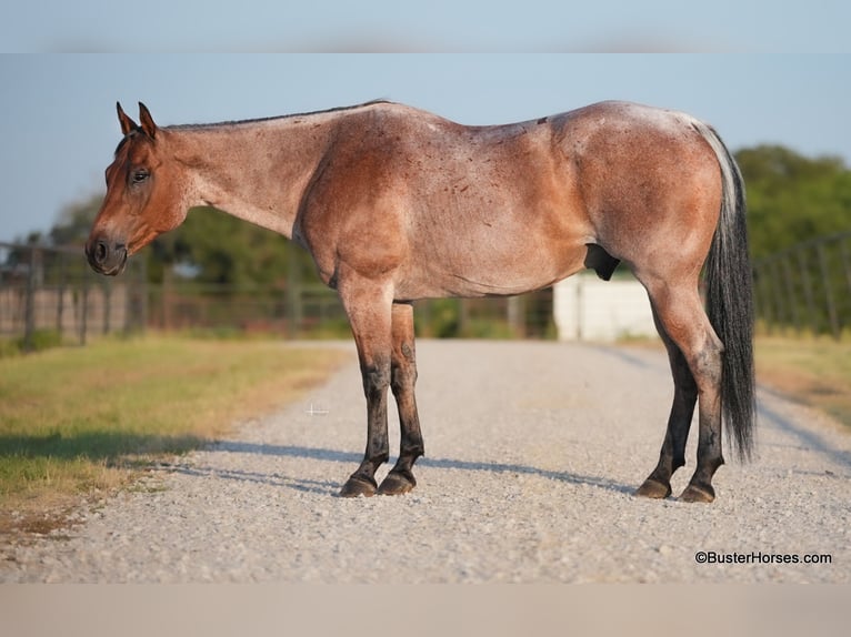 American Quarter Horse Castrone 12 Anni Baio roano in Weatherford TX