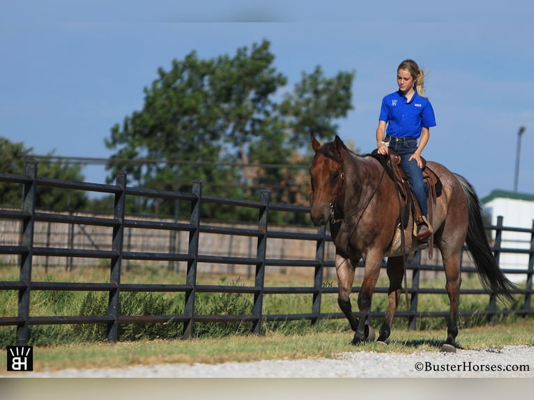 American Quarter Horse Castrone 12 Anni Baio roano in Weatherford TX