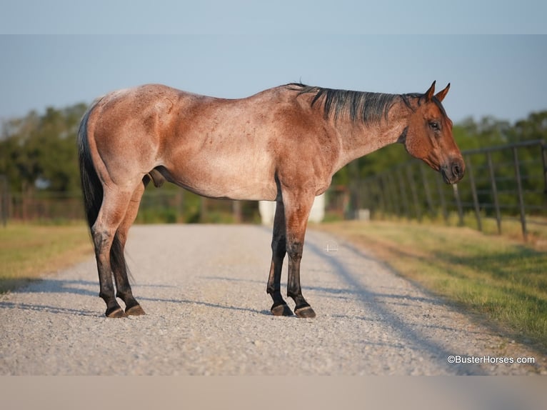 American Quarter Horse Castrone 12 Anni Baio roano in Weatherford TX