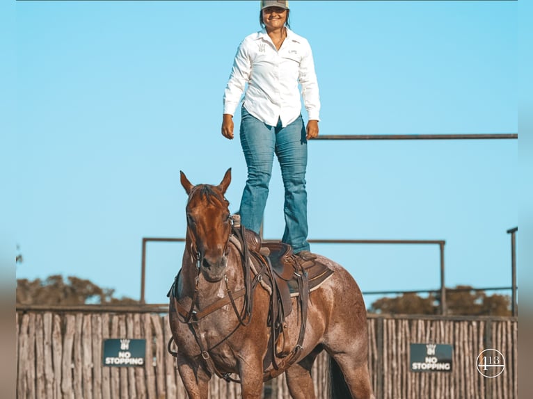 American Quarter Horse Castrone 12 Anni Baio roano in Weatherford TX