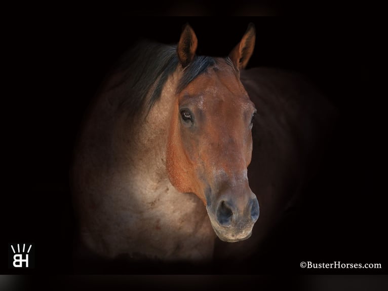 American Quarter Horse Castrone 12 Anni Baio roano in Weatherford TX