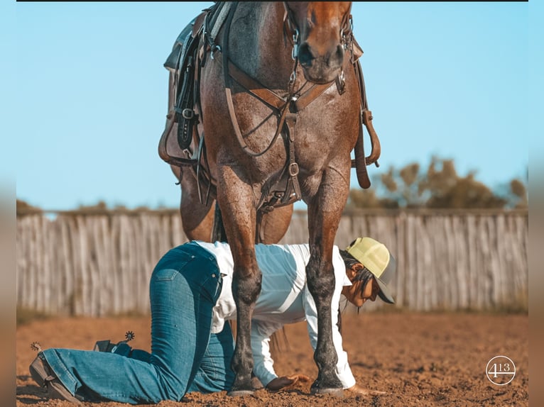 American Quarter Horse Castrone 12 Anni Baio roano in Weatherford TX