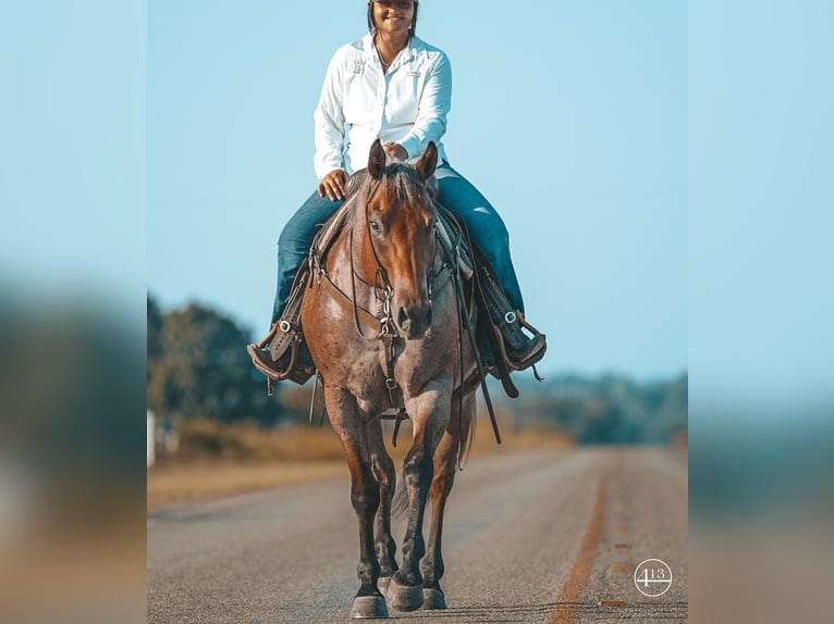 American Quarter Horse Castrone 12 Anni Baio roano in Weatherford TX