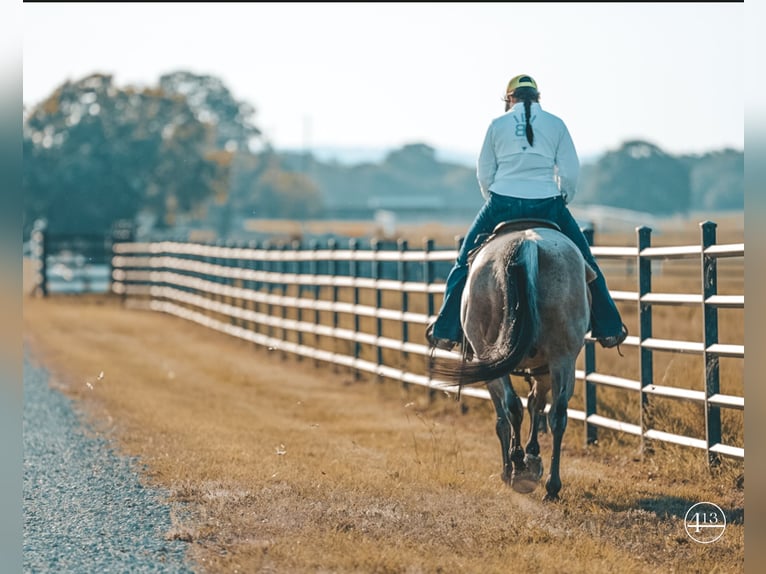 American Quarter Horse Castrone 12 Anni Baio roano in Weatherford TX