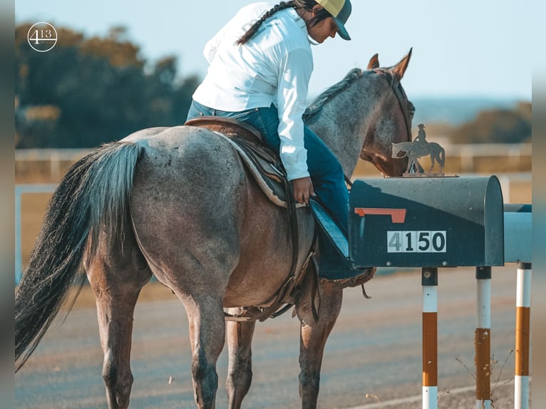 American Quarter Horse Castrone 12 Anni Baio roano in Weatherford TX