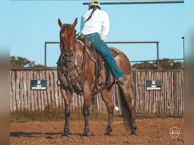 American Quarter Horse Castrone 12 Anni Baio roano in Weatherford TX