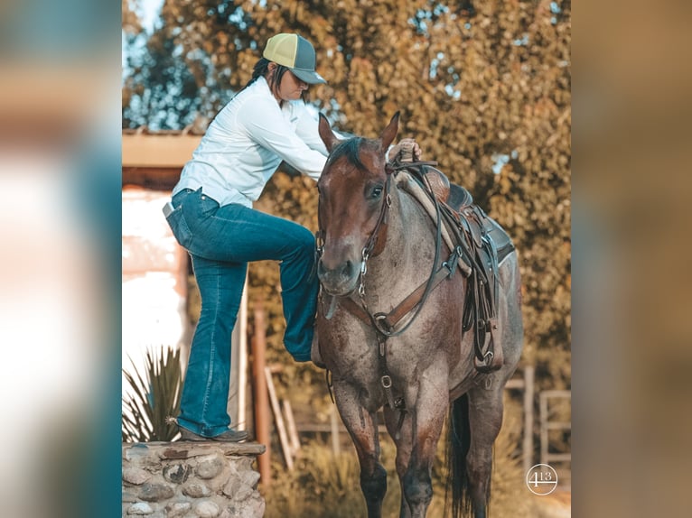 American Quarter Horse Castrone 12 Anni Baio roano in Weatherford TX