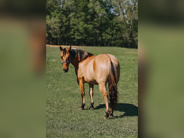 American Quarter Horse Castrone 12 Anni Falbo in Lyles, TN