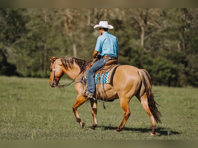 American Quarter Horse Castrone 12 Anni Falbo in Lyles, TN