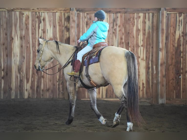 American Quarter Horse Mix Castrone 12 Anni Falbo in Valley Springs, SD