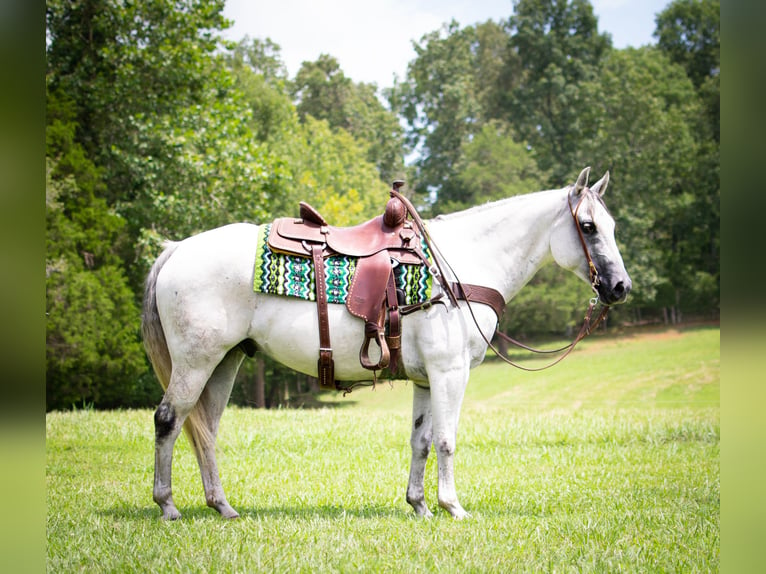 American Quarter Horse Castrone 12 Anni Grigio in GREENVILLE, KY