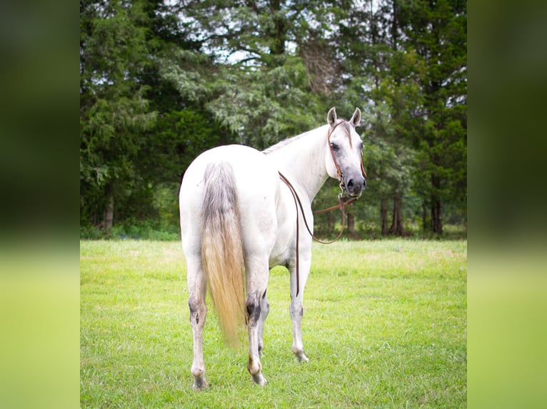 American Quarter Horse Castrone 12 Anni Grigio in GREENVILLE, KY