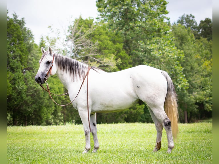 American Quarter Horse Castrone 12 Anni Grigio in GREENVILLE, KY