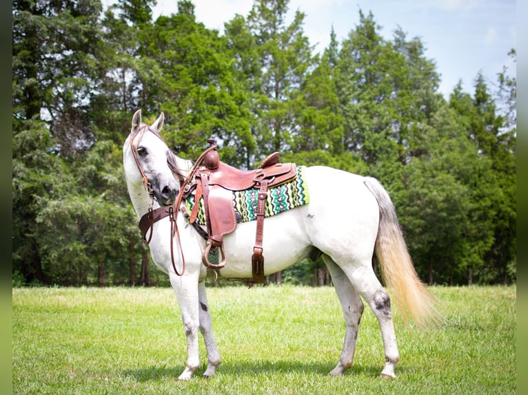 American Quarter Horse Castrone 12 Anni Grigio in GREENVILLE, KY