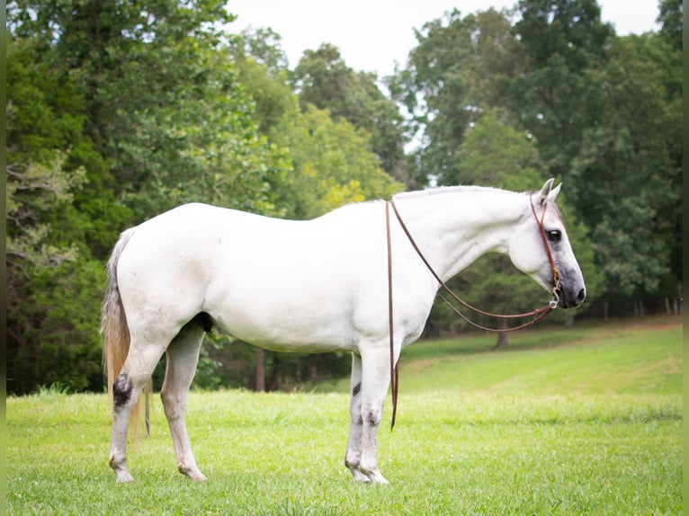 American Quarter Horse Castrone 12 Anni Grigio in GREENVILLE, KY