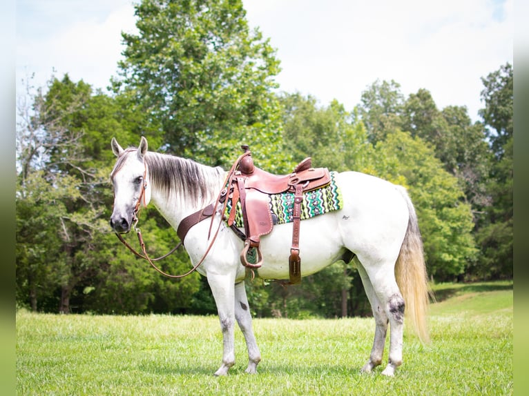 American Quarter Horse Castrone 12 Anni Grigio in GREENVILLE, KY