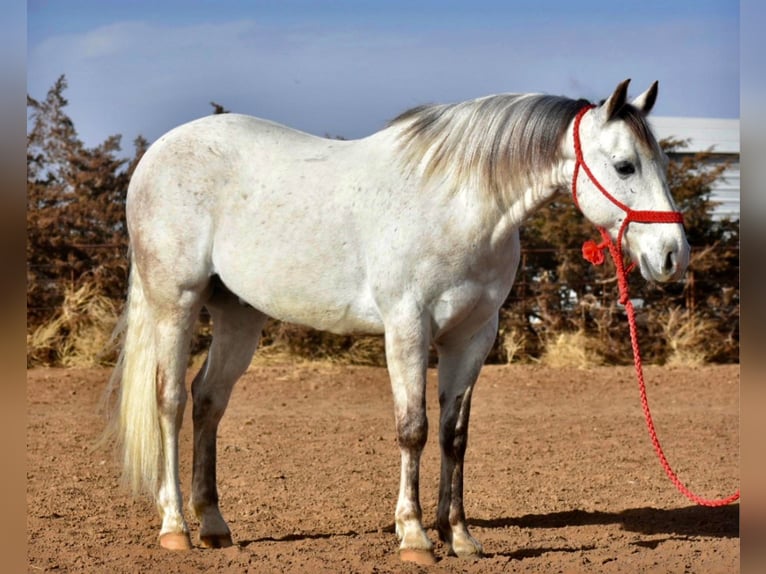 American Quarter Horse Castrone 12 Anni Grigio in Sweet Springs MO