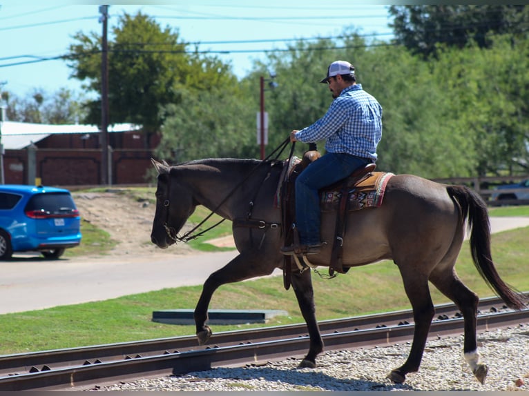 American Quarter Horse Castrone 12 Anni Grullo in Whitesboro