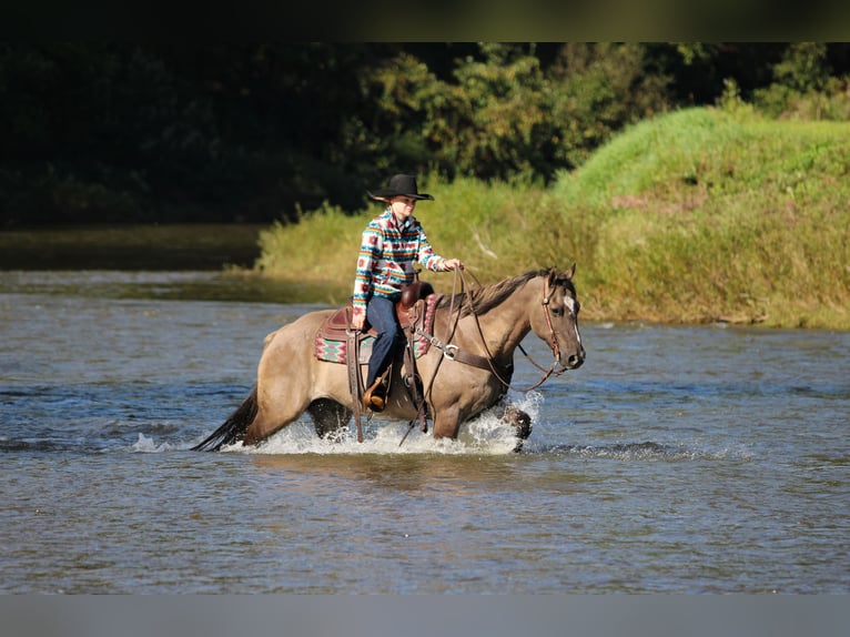 American Quarter Horse Castrone 12 Anni Grullo in Clarion