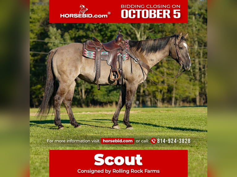 American Quarter Horse Castrone 12 Anni Grullo in Clarion