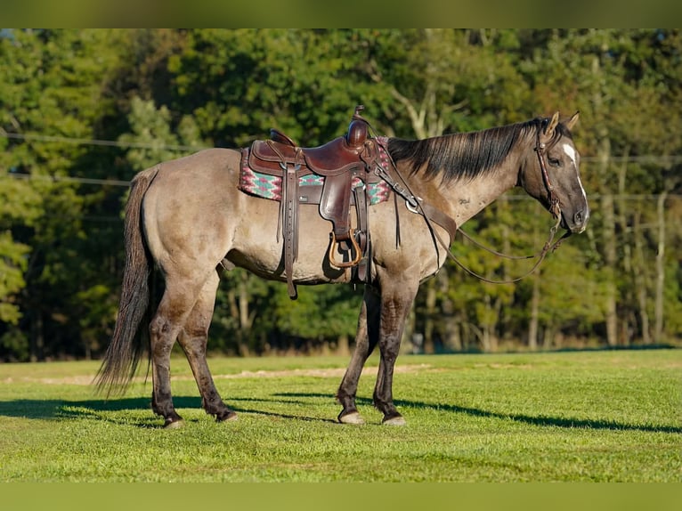 American Quarter Horse Castrone 12 Anni Grullo in Clarion