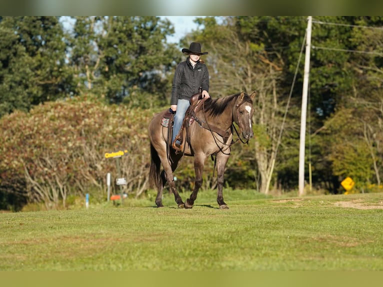 American Quarter Horse Castrone 12 Anni Grullo in Clarion