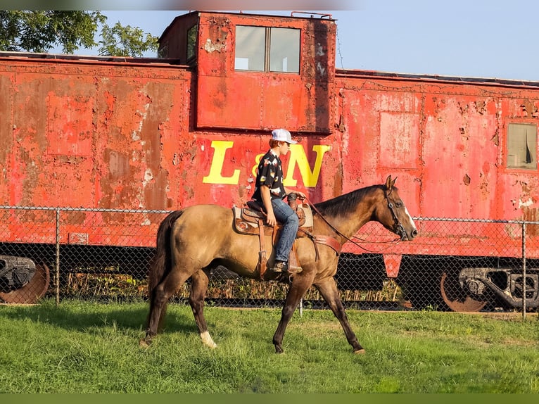 American Quarter Horse Castrone 12 Anni Grullo in Culleoka