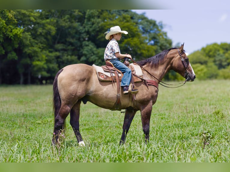 American Quarter Horse Castrone 12 Anni Grullo in Culleoka