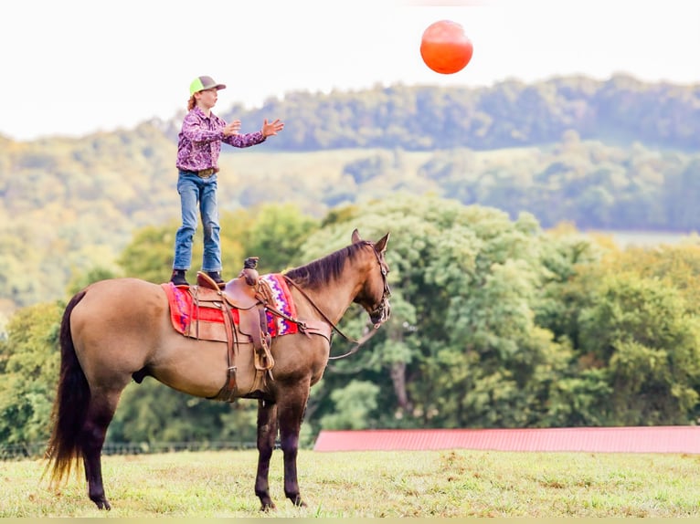 American Quarter Horse Castrone 12 Anni Grullo in Culleoka