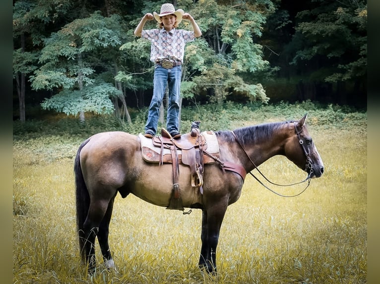 American Quarter Horse Castrone 12 Anni Grullo in Culleoka