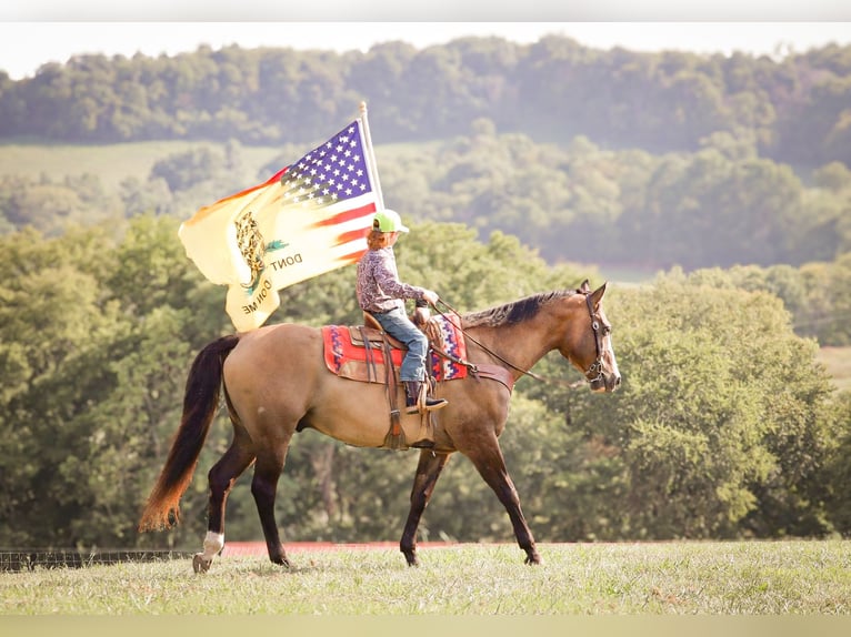 American Quarter Horse Castrone 12 Anni Grullo in Culleoka