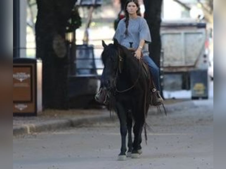 American Quarter Horse Castrone 12 Anni Morello in Mineral Wells TX