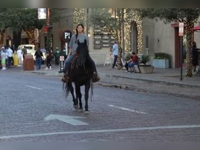 American Quarter Horse Castrone 12 Anni Morello in Mineral Wells TX