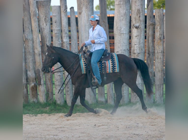 American Quarter Horse Castrone 12 Anni Morello in Athens