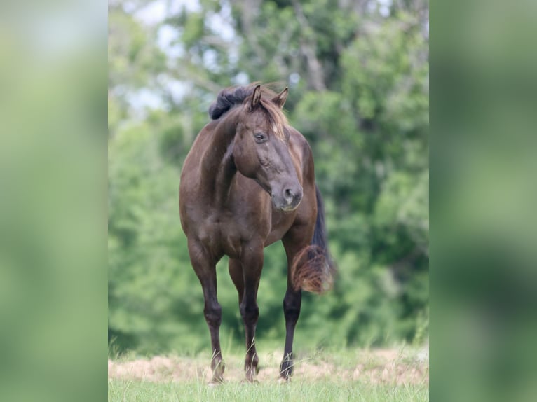 American Quarter Horse Castrone 12 Anni Morello in Athens