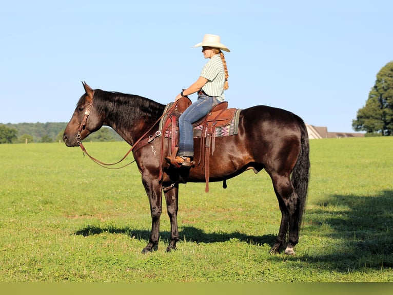 American Quarter Horse Castrone 12 Anni Morello in Clarion