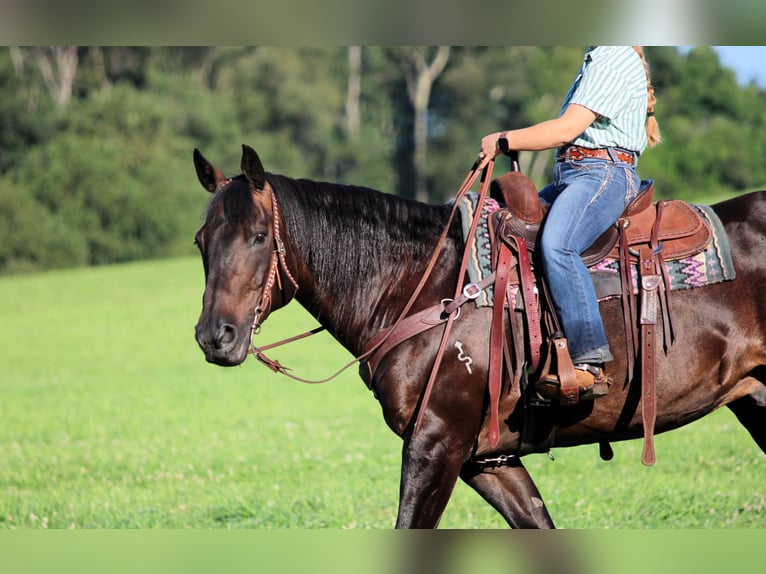 American Quarter Horse Castrone 12 Anni Morello in Clarion
